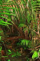 Im Orinoco Delta