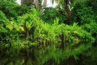 Im Orinoco Delta