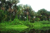Im Orinoco Delta