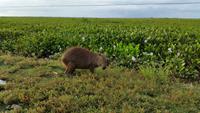 Los Llanos - Rundreise Venezuela – Natur und Abenteuer pur