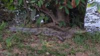 Los Llanos - Rundreise Venezuela – Natur und Abenteuer pur
