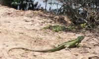 Los Llanos - Rundreise Venezuela – Natur und Abenteuer pur