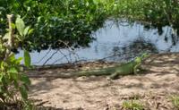 Los Llanos - Rundreise Venezuela – Natur und Abenteuer pur