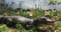 Los Llanos - Rundreise Venezuela – Natur und Abenteuer pur