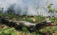 Los Llanos - Rundreise Venezuela – Natur und Abenteuer pur