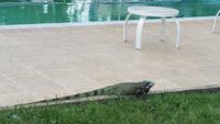 Los Llanos - Rundreise Venezuela – Natur und Abenteuer pur