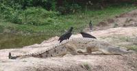 Los Llanos - Rundreise Venezuela – Natur und Abenteuer pur