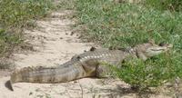 Los Llanos - Rundreise Venezuela – Natur und Abenteuer pur