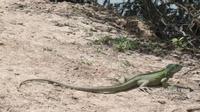 Los Llanos - Rundreise Venezuela – Natur und Abenteuer pur