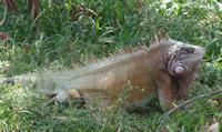 Los Llanos - Rundreise Venezuela – Natur und Abenteuer pur