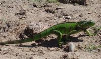 Los Llanos - Rundreise Venezuela – Natur und Abenteuer pur