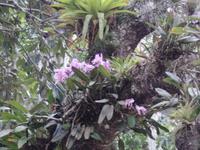Orchideen