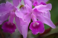 Orchideen
