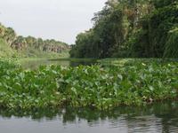 Orinoco-Delta