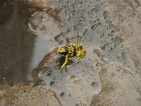 Pfeilgiftfrosch