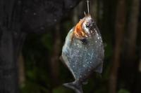 Piranha, frisch gefangen!
