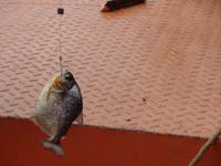Piranha