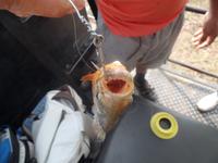Piranha