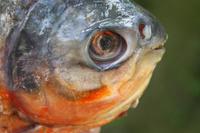 Piranha