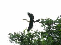 Schlangenhalsvogel