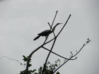 Schlangenhalsvogel