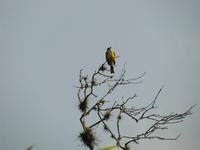 Vogelbeobachtung