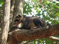 Waschbär