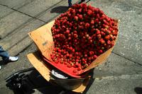 frische Erdbeeren