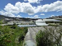 Gewächshäuser überall