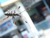 fremdartiges Tier am Busfenster