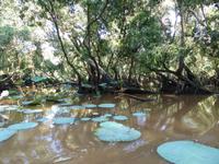 Mangroven-Eukalyptus-Wald