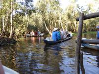 Mangroven-Eukalyptus-Wald