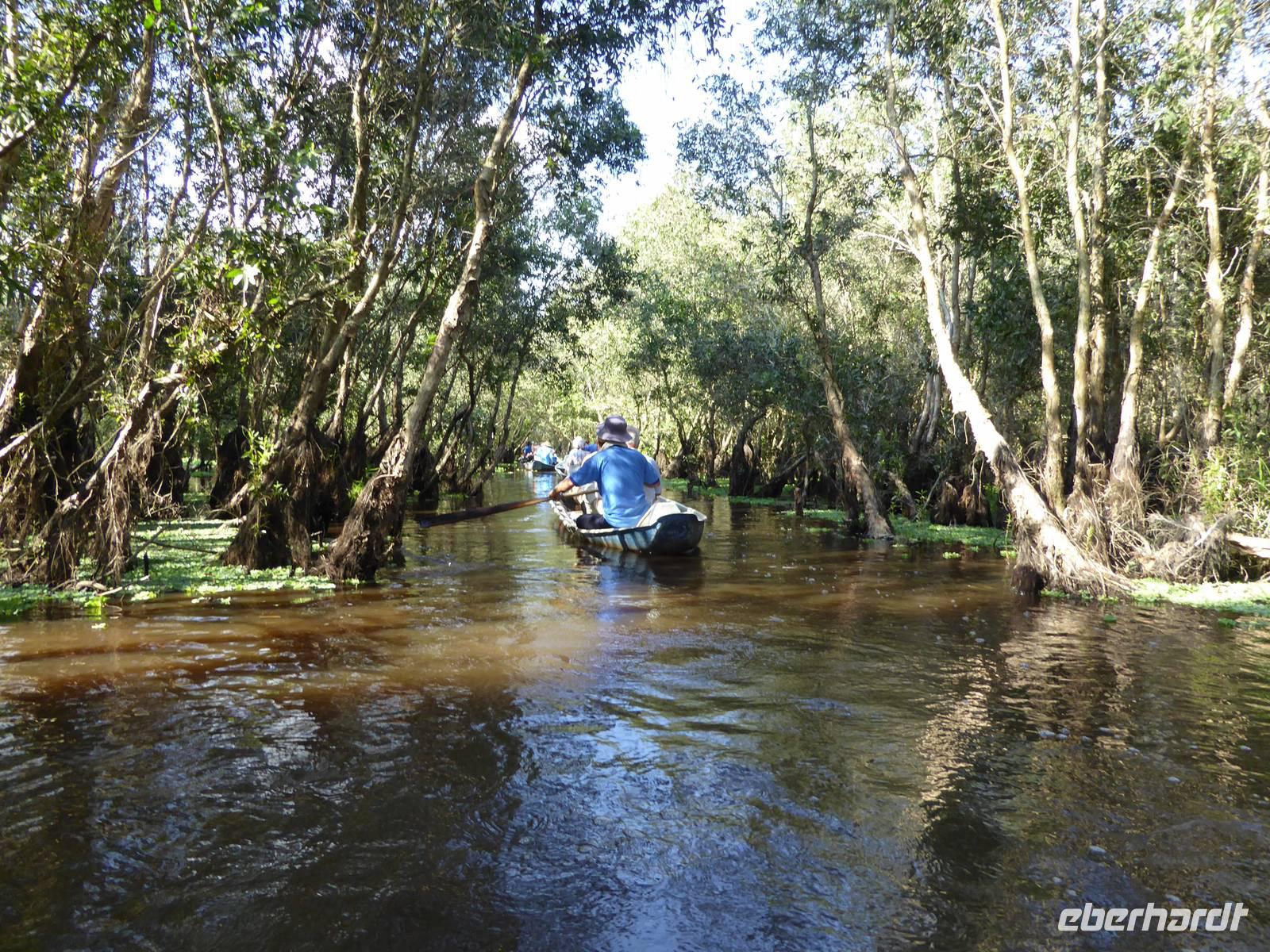 Mangroven-Eukalyptus-Wald