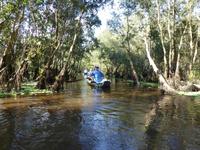 Mangroven-Eukalyptus-Wald