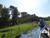 Mangroven-Eukalyptus-Wald