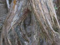 Dschungeltempel Banteay Kdei