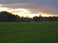 Sonnenuntergang am Reisfeld