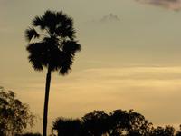 Sonnenuntergang am Reisfeld