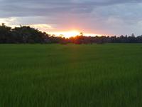 Sonnenuntergang am Reisfeld