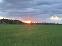 Sonnenuntergang am Reisfeld