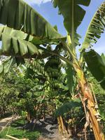 Mekong zum Genießen