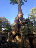 Ta Phrom