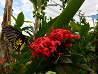 Schmetterlingsgarten