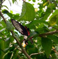 Schmetterlingsgarten