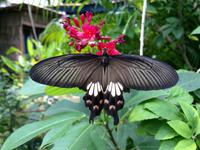 Schmetterlingsgarten