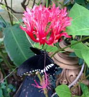 Schmetterlingsgarten