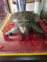 02.35_Hanoi Ngoc Son Tempe