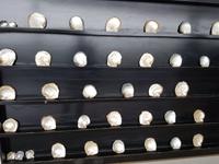 06.02_Tu v?n ng?c trai Perlenzucht