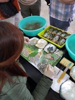 06.04_Tu v?n ng?c trai Perlenzucht