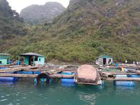 06.19_Halong Bucht; Ausflug Van Cua Fischerdorf